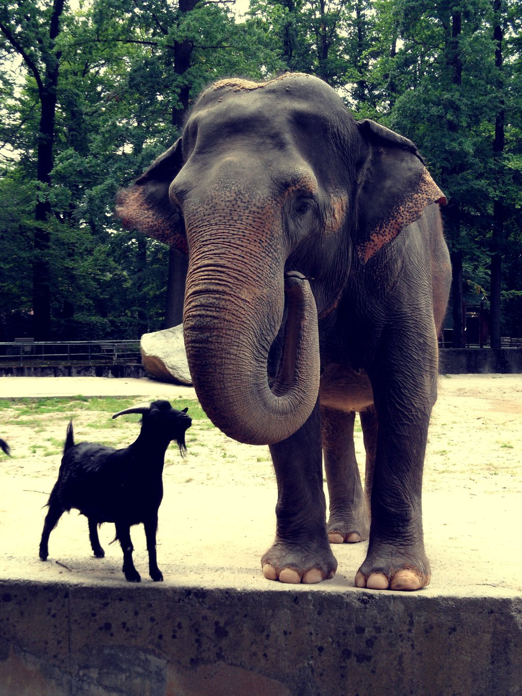 an_elephant_with_a_goat_by_mikushka-d5lt2l6.jpg